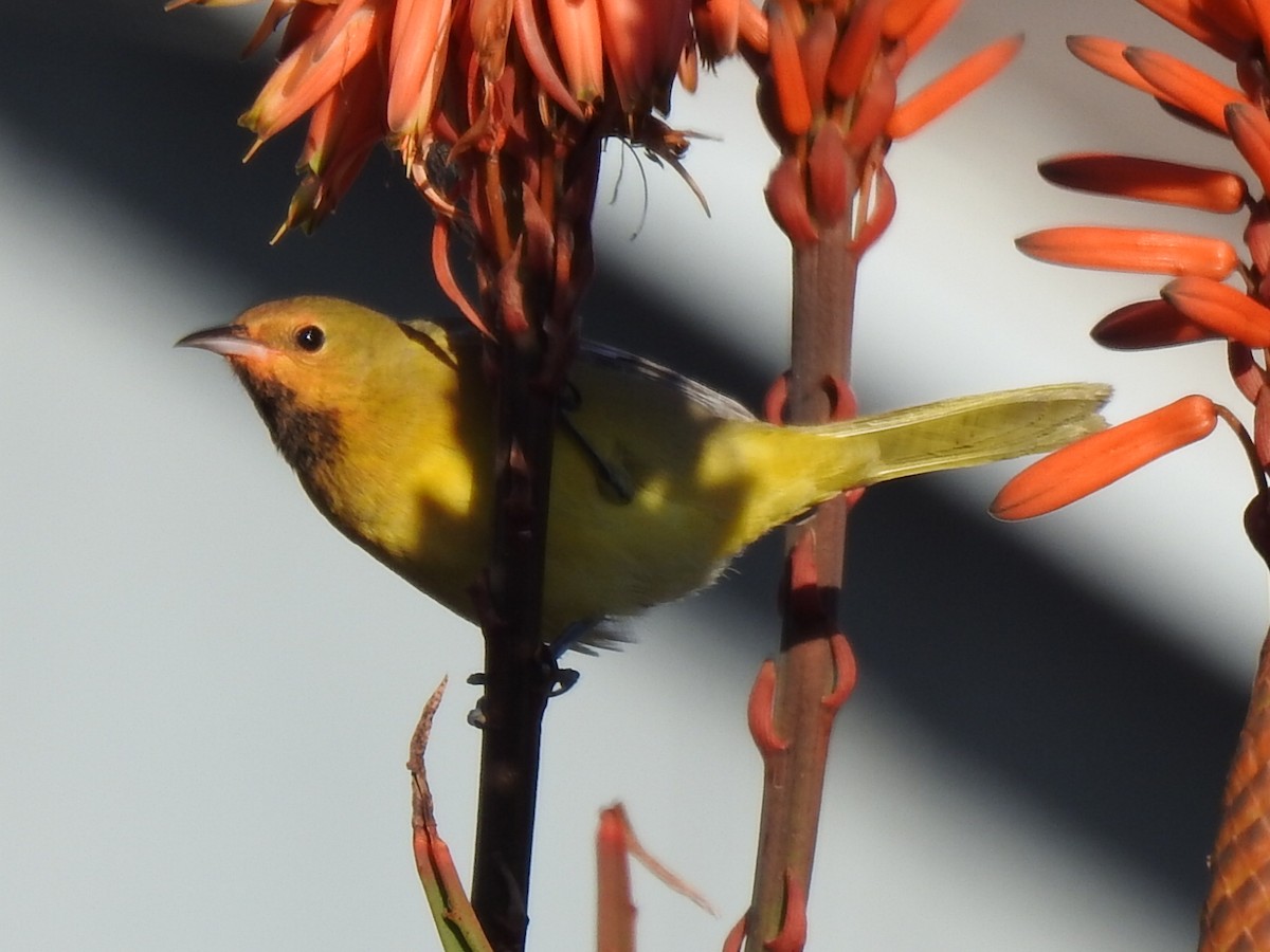 Orchard Oriole - ML611525823