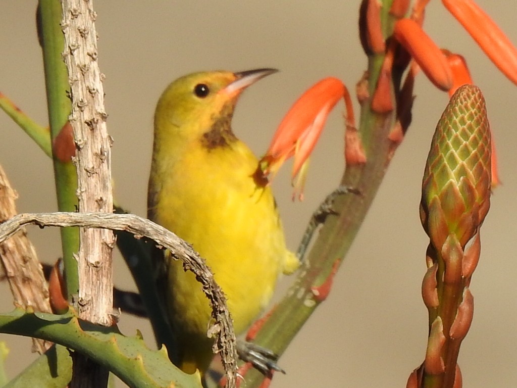 Orchard Oriole - ML611525827
