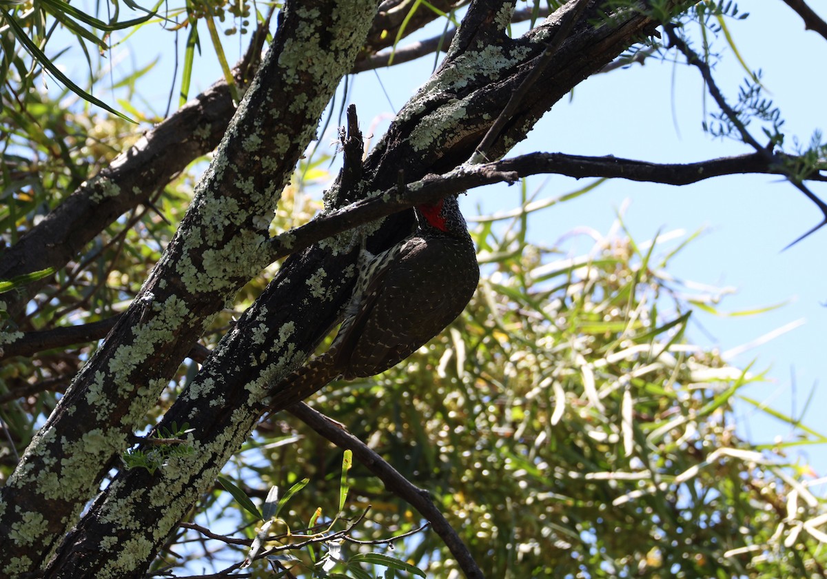 Knysna Woodpecker - ML611525972