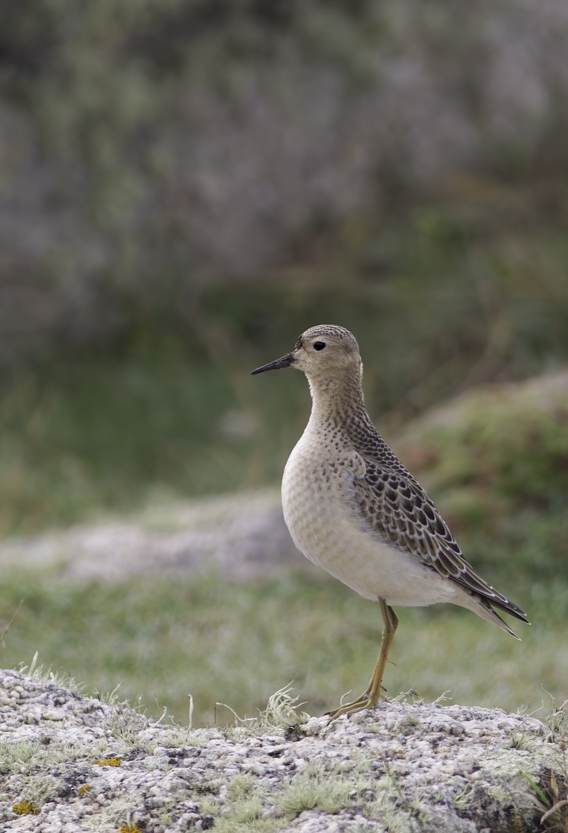 Buff-breasted Sandpiper - Lee Brown
