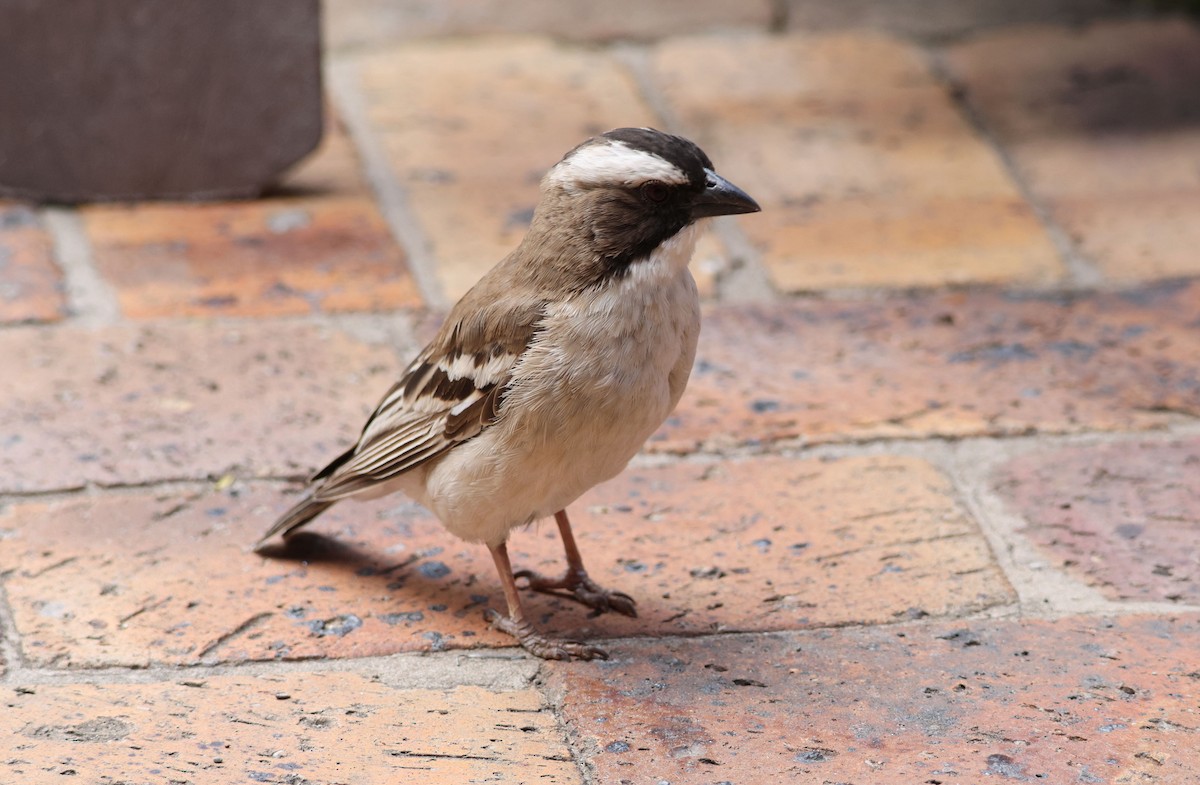 White-browed Sparrow-Weaver - ML611526326