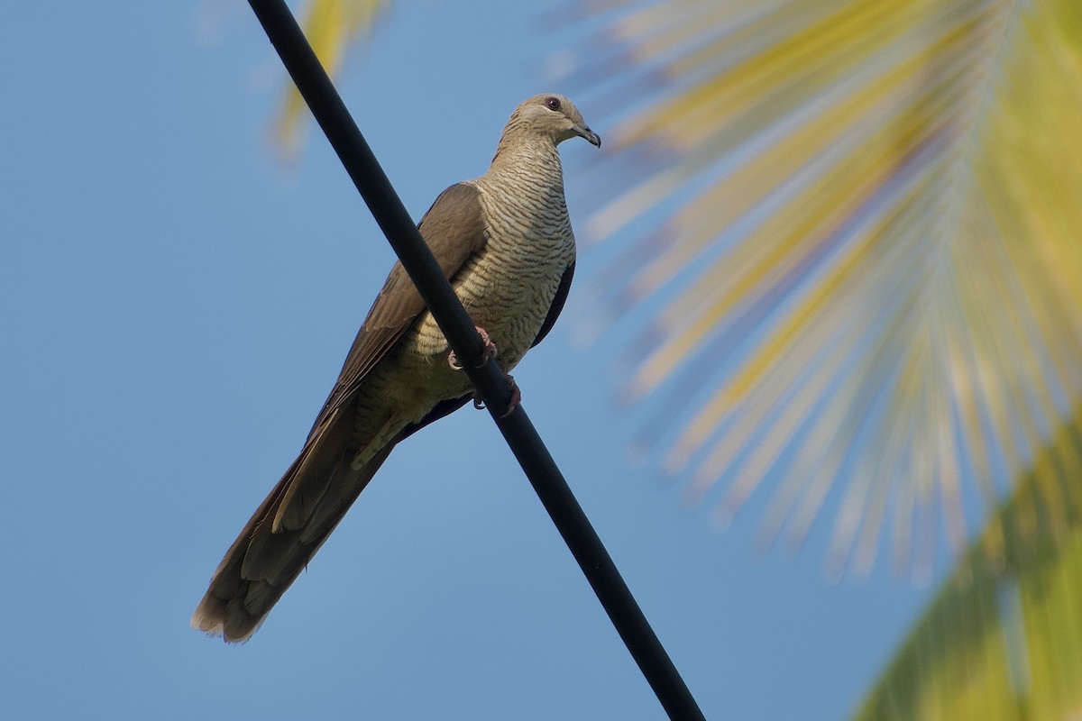 Flores Sea Cuckoo-Dove - ML611526517