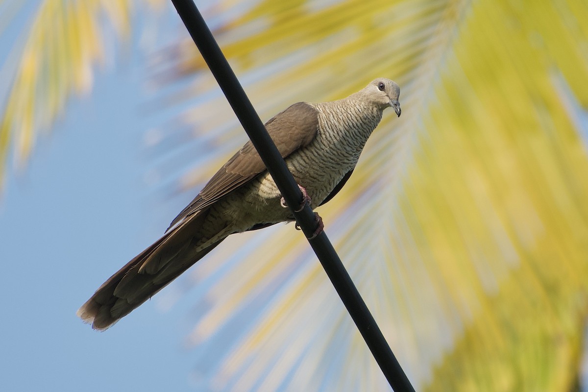 Flores Sea Cuckoo-Dove - ML611526518