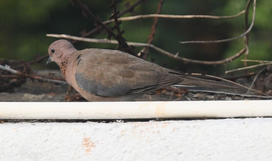 Laughing Dove - ML611526805