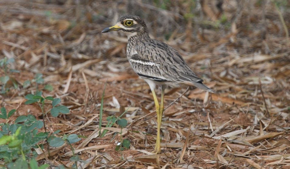 Indian Thick-knee - ML611526816