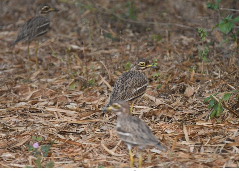 Indian Thick-knee - ML611526817