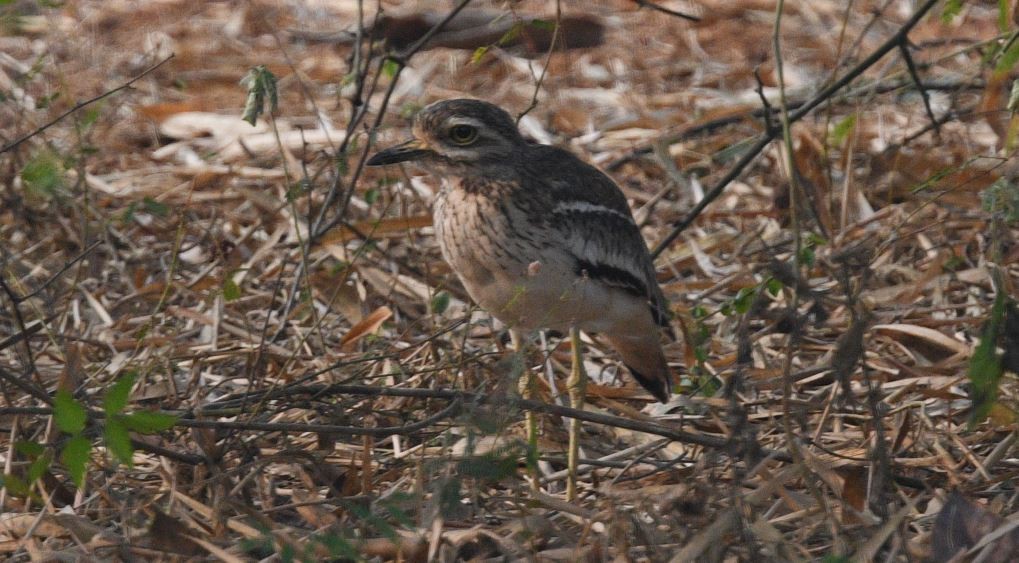 Indian Thick-knee - ML611526818