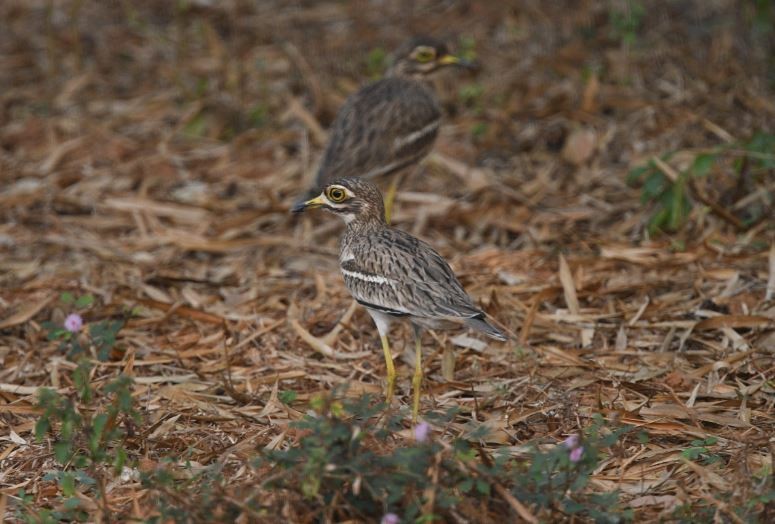 Indian Thick-knee - ML611526821