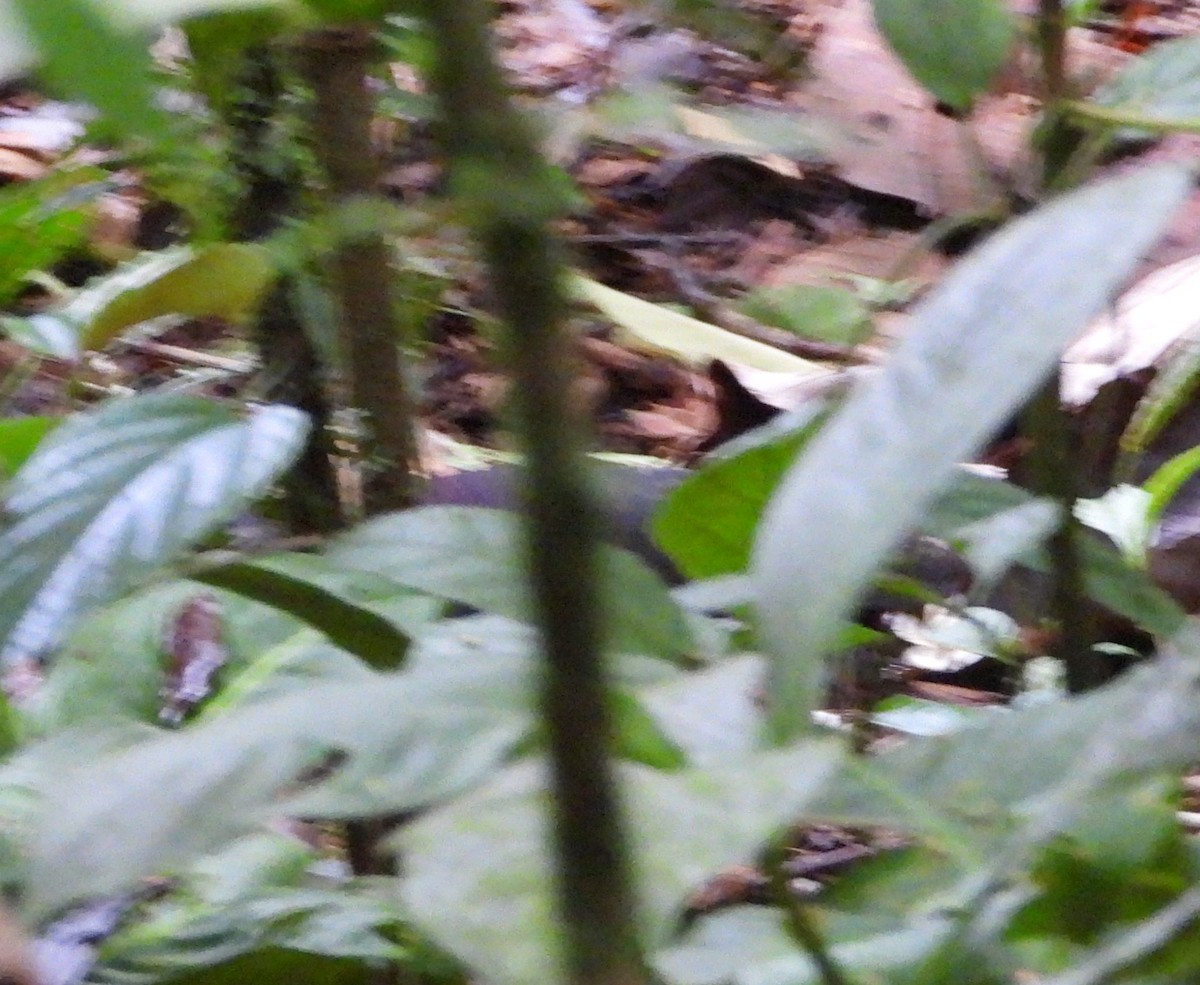 holub panamský - ML611527154