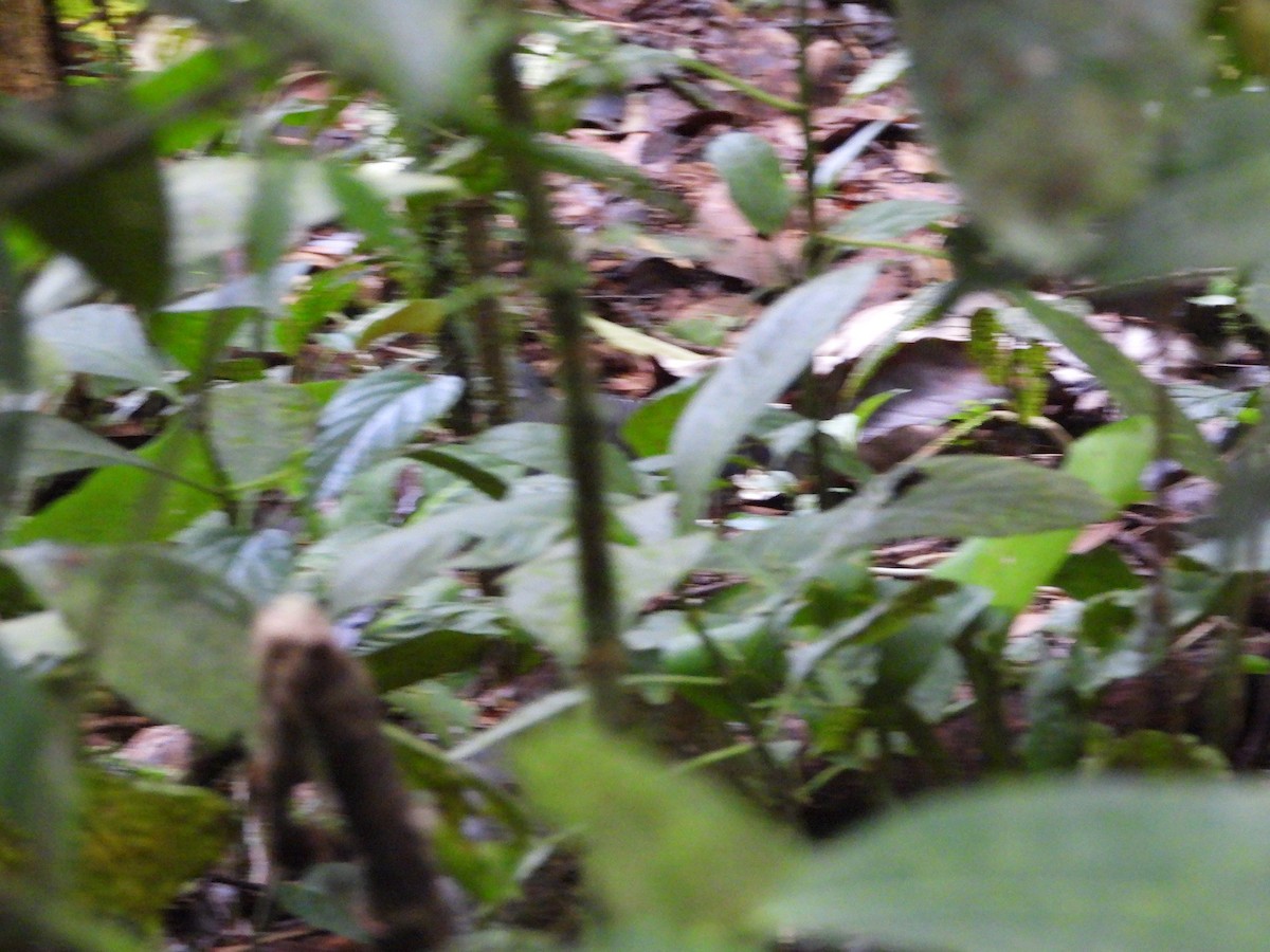 holub panamský - ML611527155