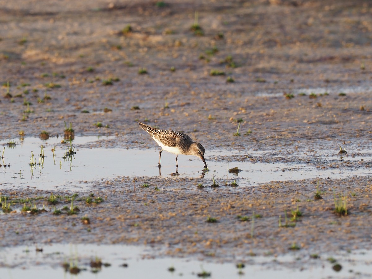 White-rumped Sandpiper - André Weiss