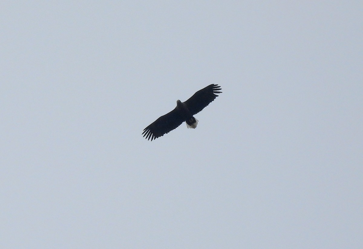 White-tailed Eagle - ML611527668