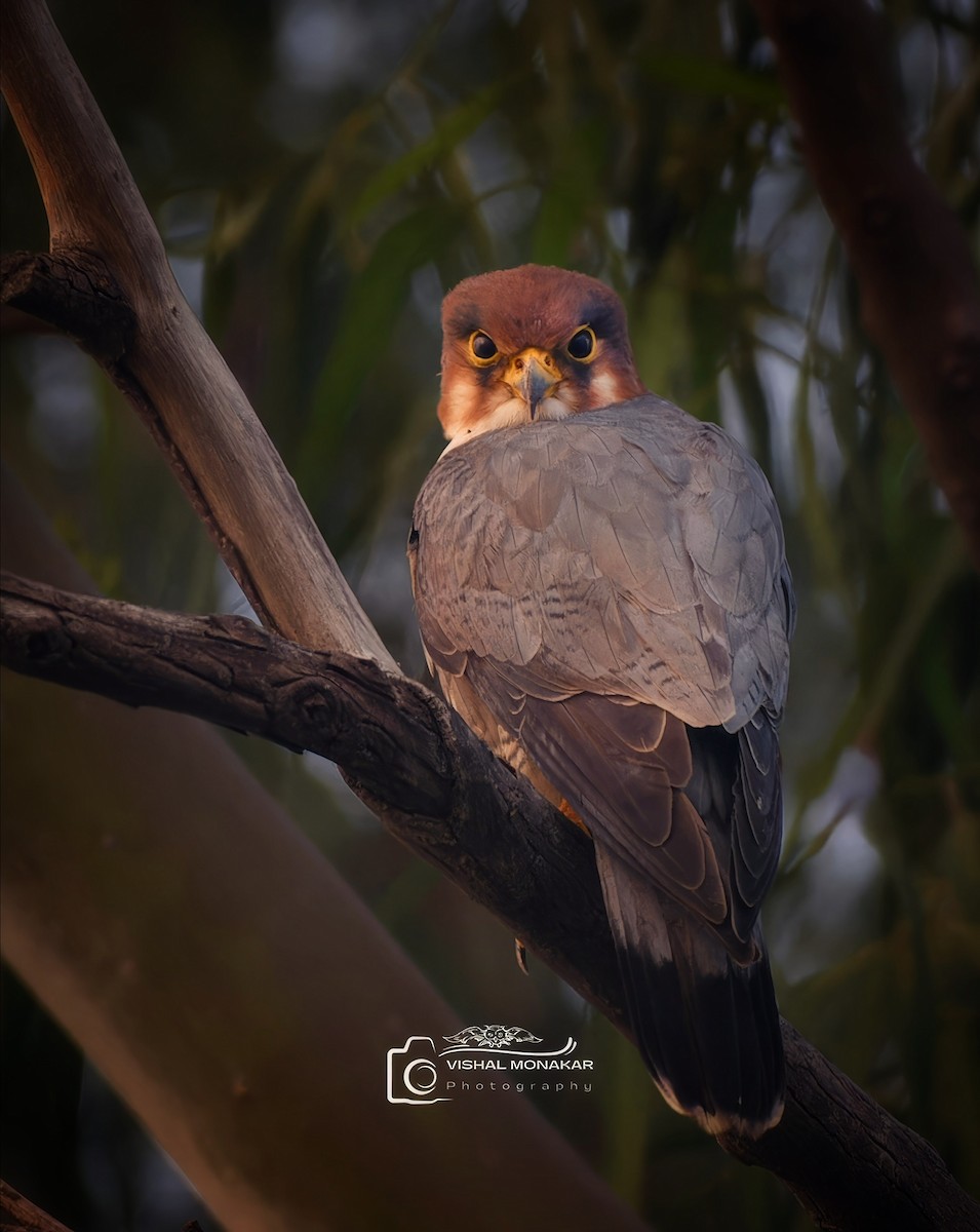 Red-necked Falcon - ML611527708