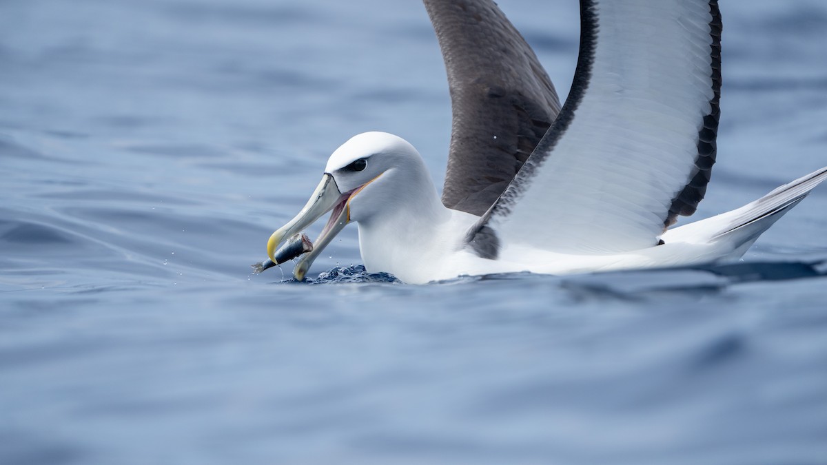 White-capped/Salvin's/Chatham Albatross - ML611527749