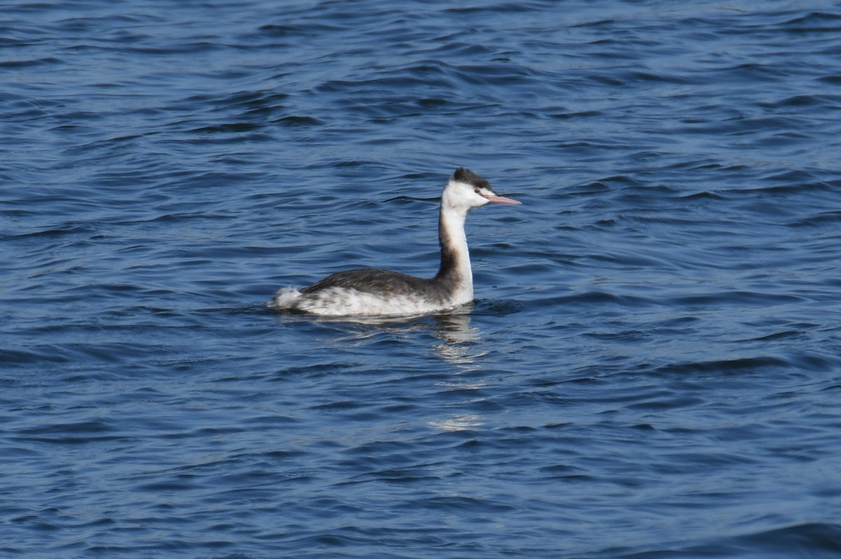 Great Crested Grebe - ML611528010