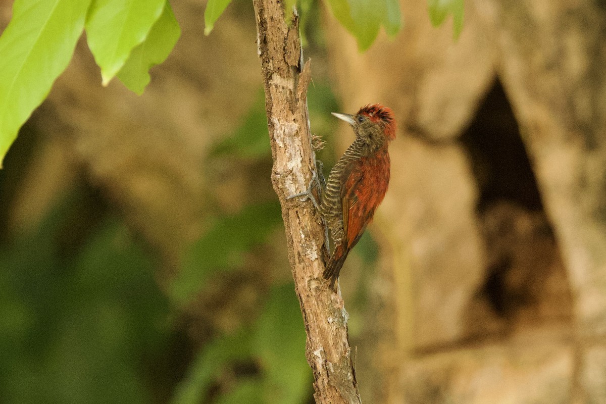 Blood-colored Woodpecker - ML611528621