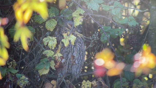 Kulaklı Orman Baykuşu - ML611529200