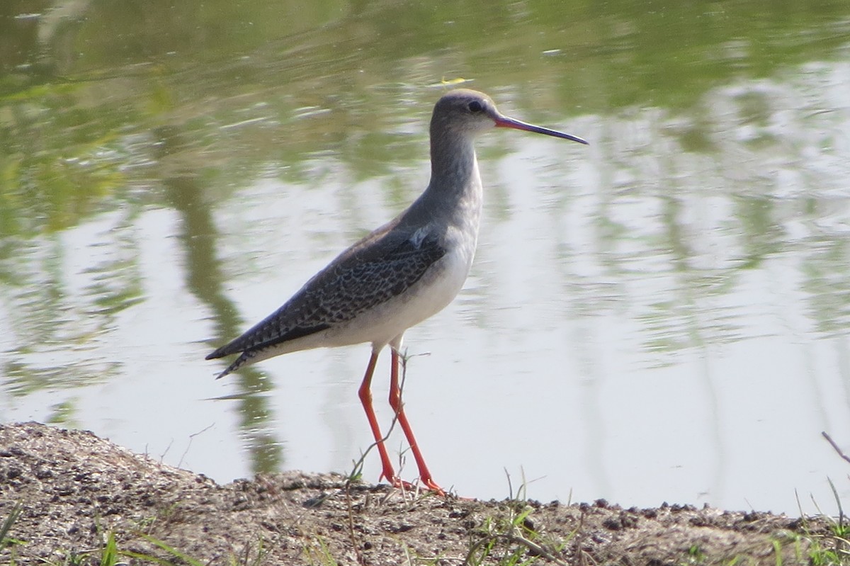 Spotted Redshank - ML611529647
