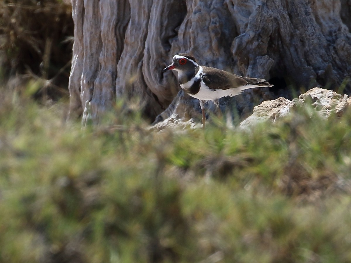 Three-banded Plover (Madagascar) - ML611529942