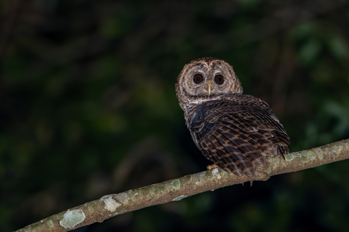 Rusty-barred Owl - ML611530311