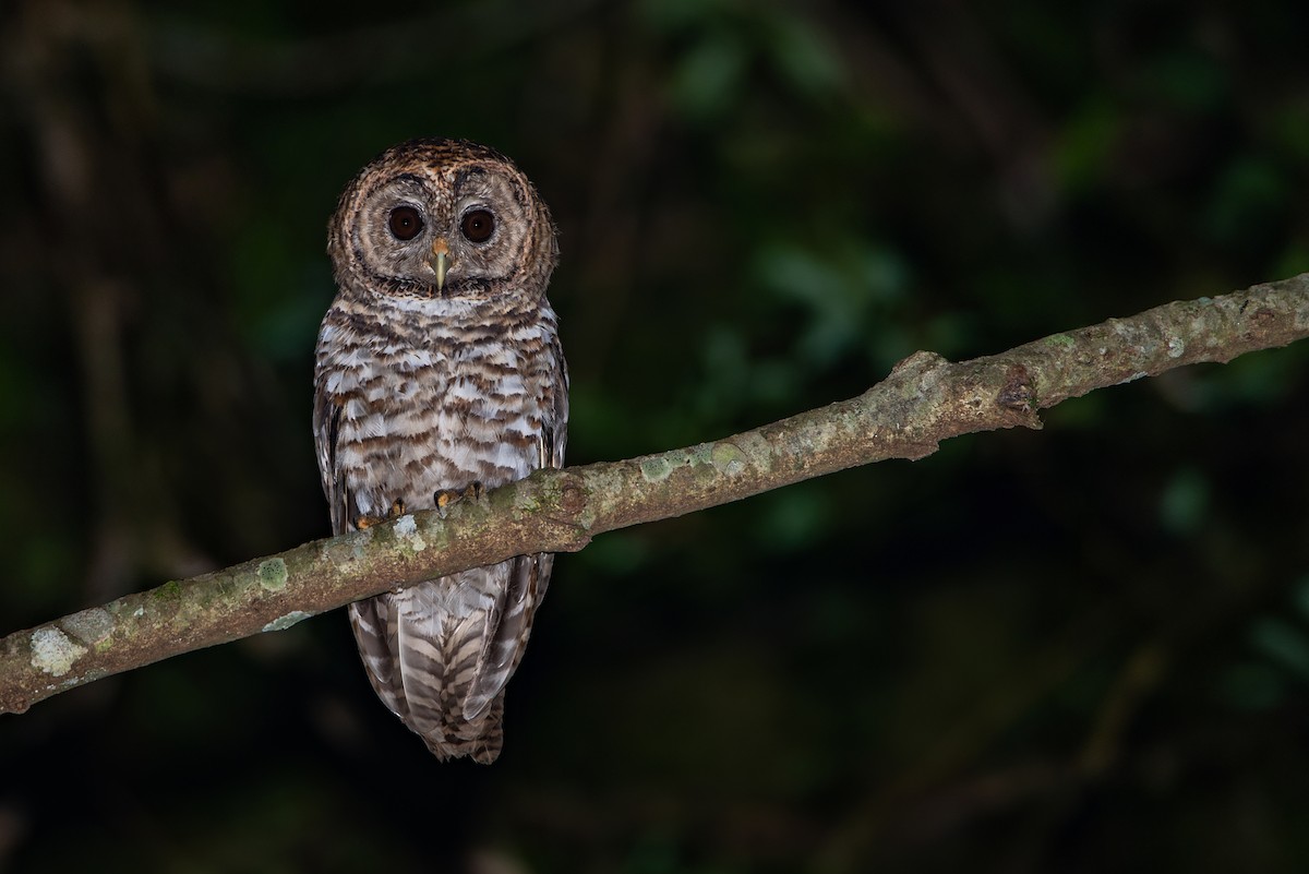 Rusty-barred Owl - ML611530312