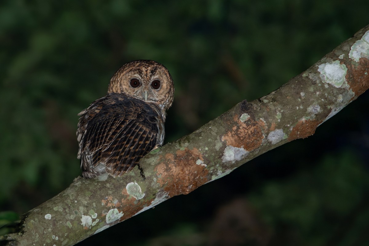 Rusty-barred Owl - ML611530313