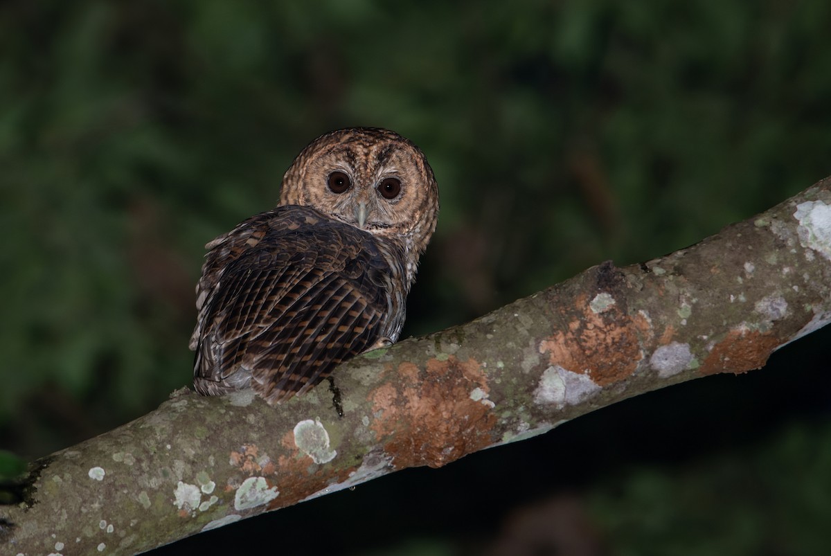 Rusty-barred Owl - ML611530314