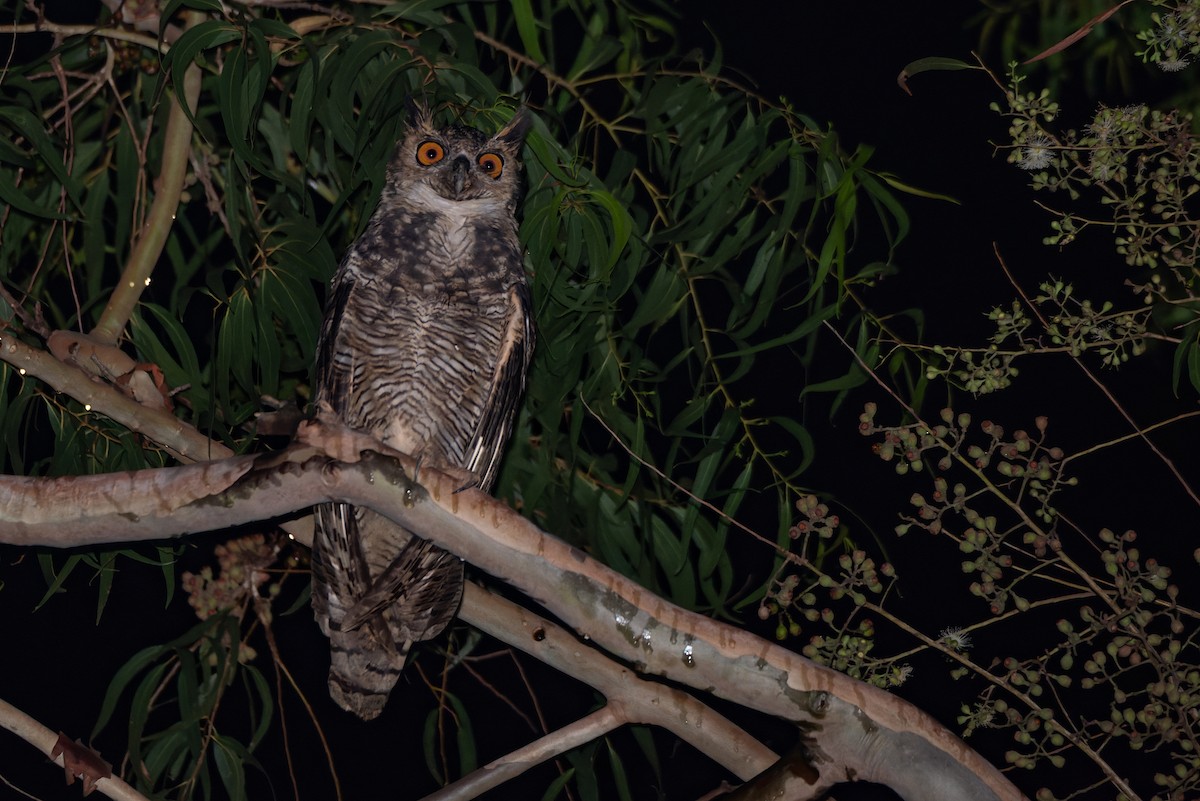 Great Horned Owl - ML611530318