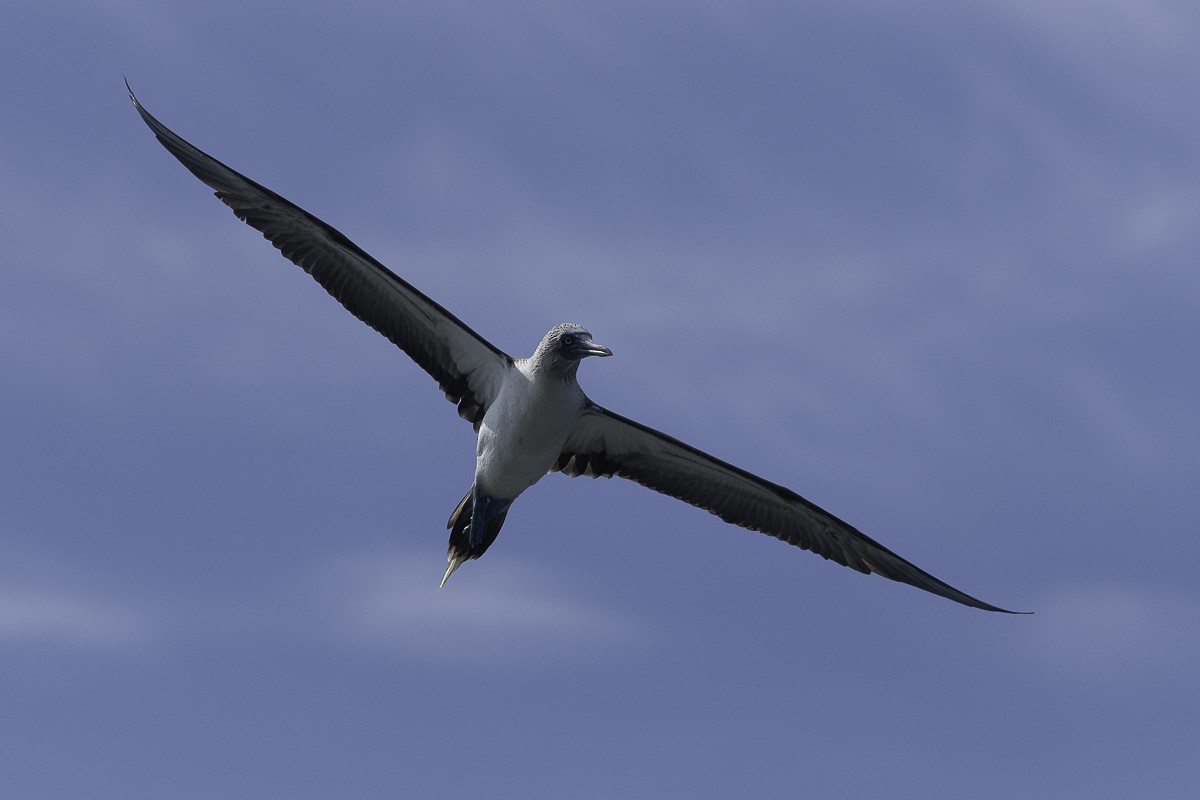 Blue-footed Booby - ML611531155