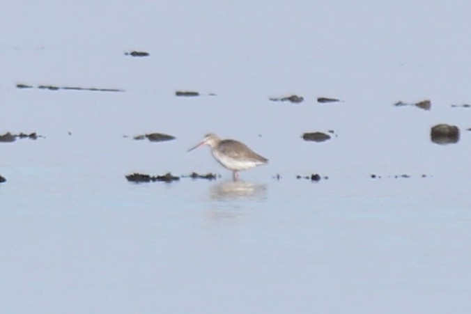 Spotted Redshank - ML611532172