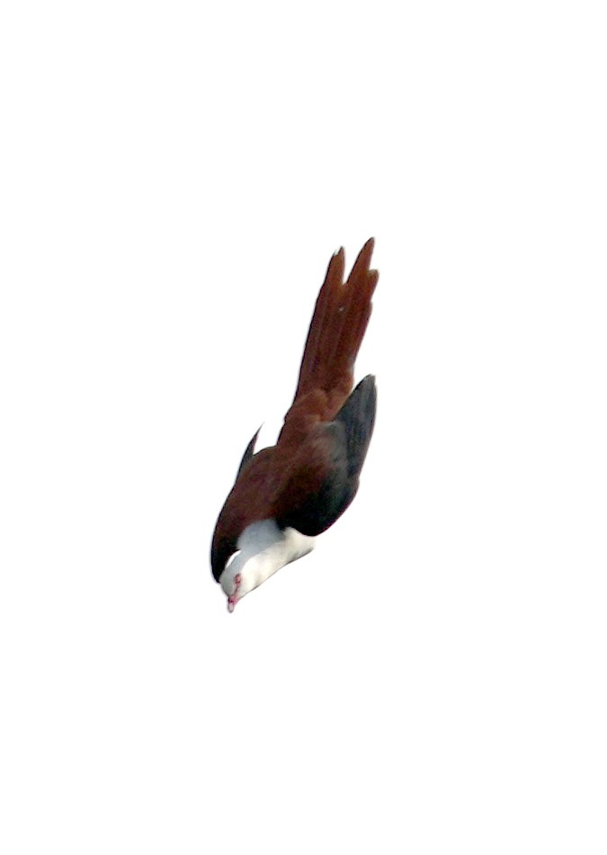 Great Cuckoo-Dove - ML611532396