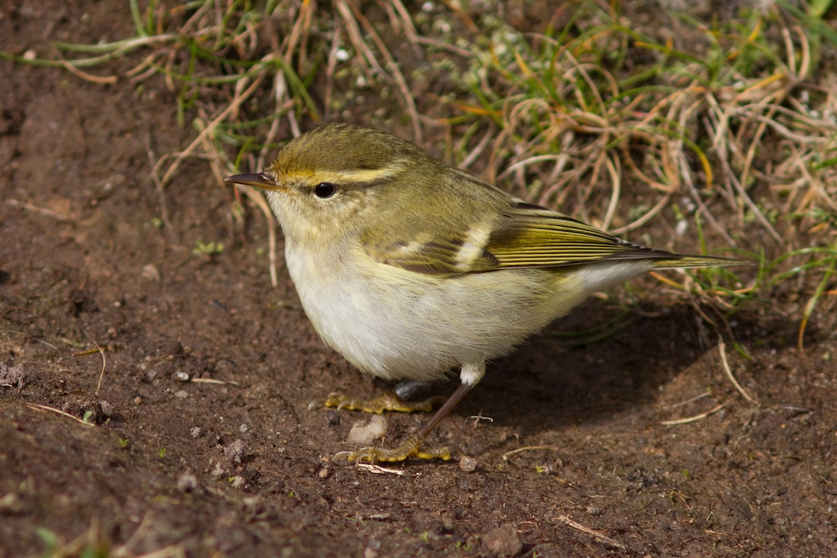 Yellow-browed Warbler - ML611532398