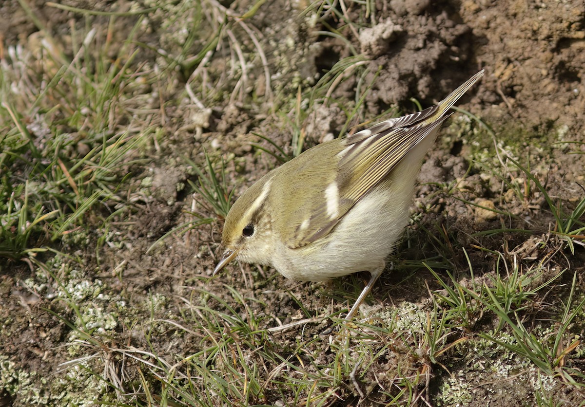 Yellow-browed Warbler - ML611532399