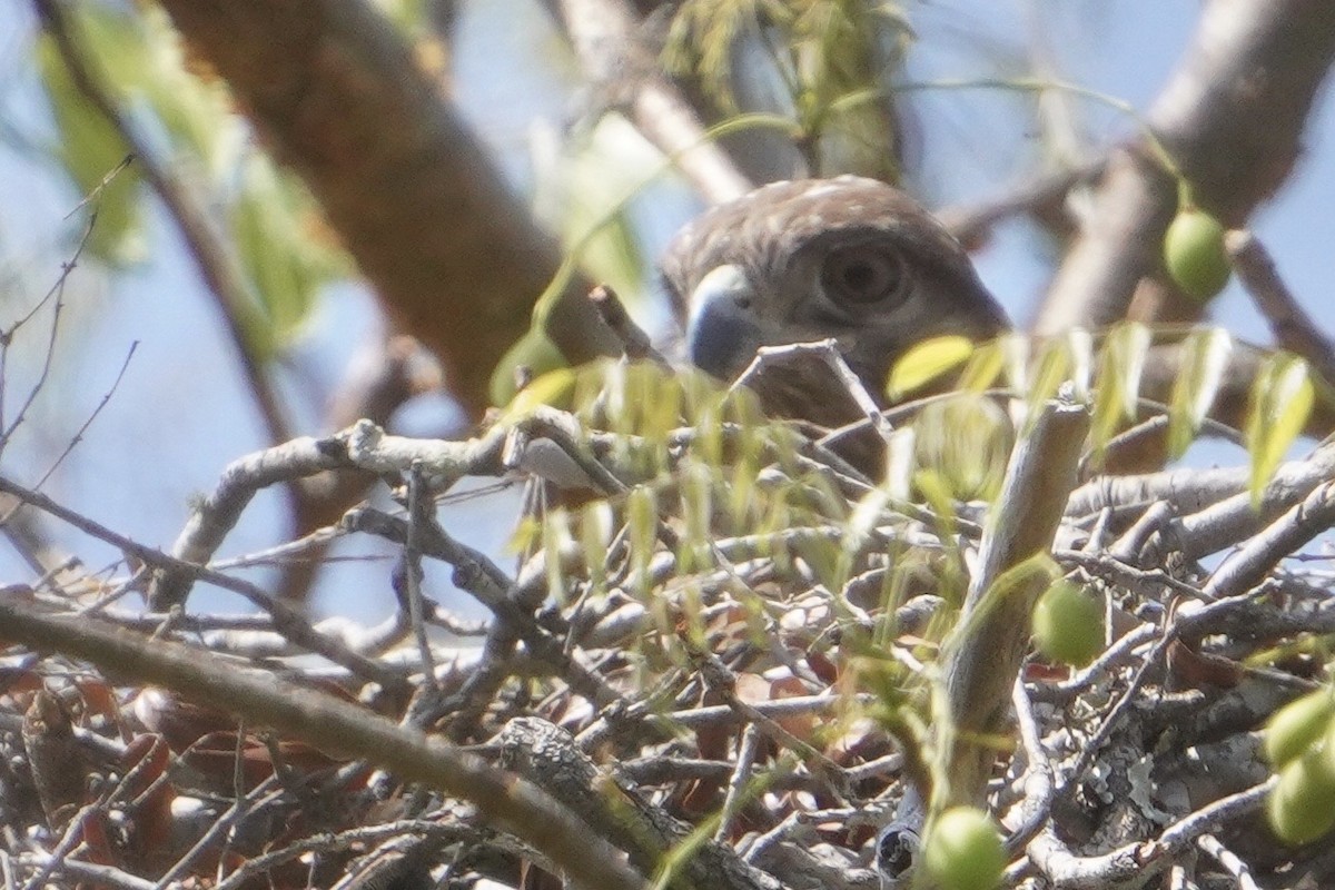 Madagascar Cuckoo-Hawk - ML611532856