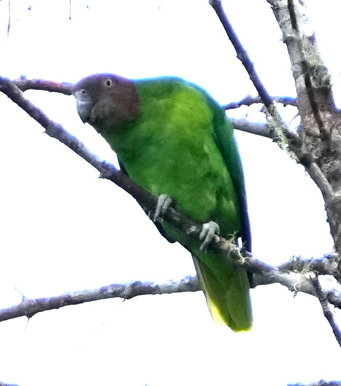 Red-cheeked Parrot - ML611532983