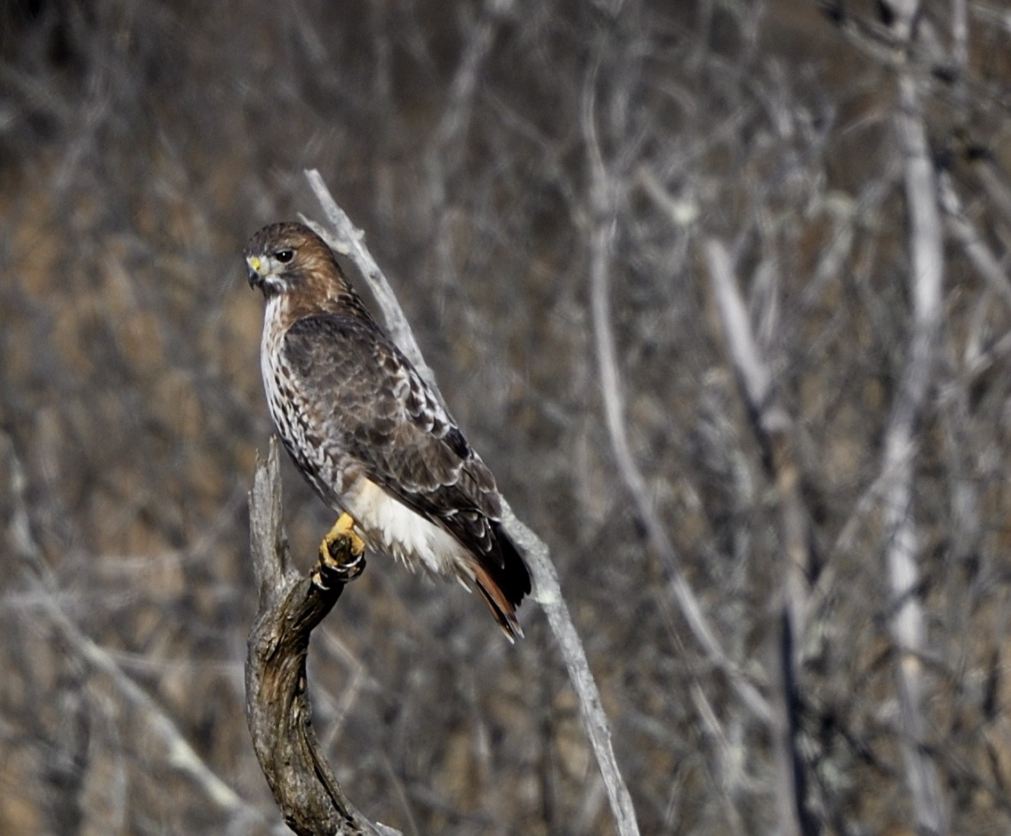 Red-tailed Hawk - ML611533215