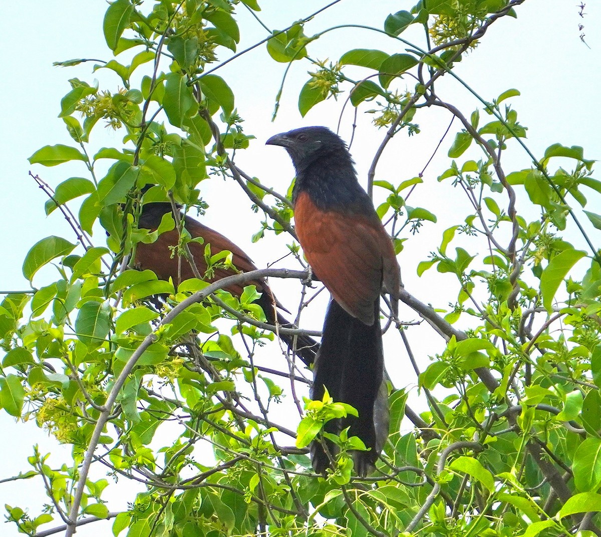 Malagasy Coucal - ML611533238