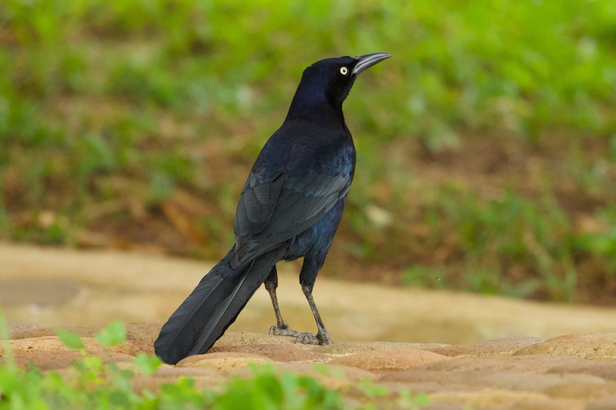 Great-tailed Grackle - ML611533270
