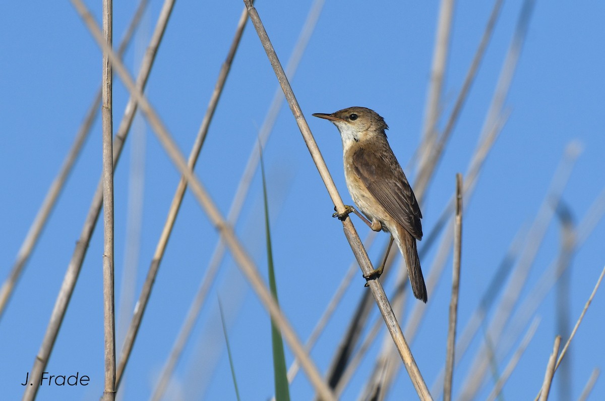 Common Reed Warbler - ML611533305