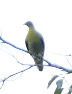 Buru Green-Pigeon - ML611533419