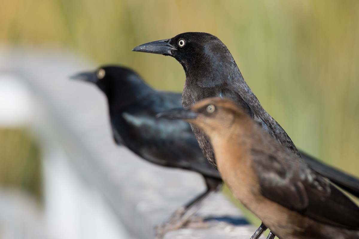 Great-tailed Grackle - ML611533473