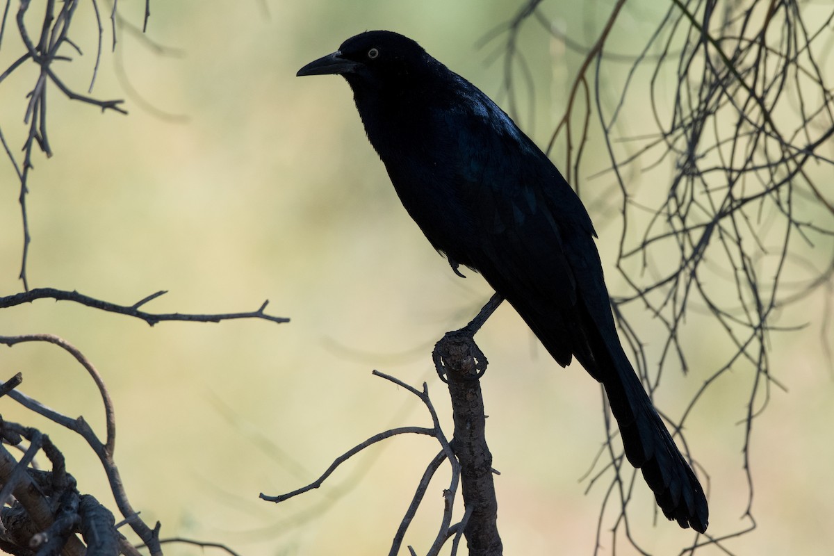 Great-tailed Grackle - ML611533475