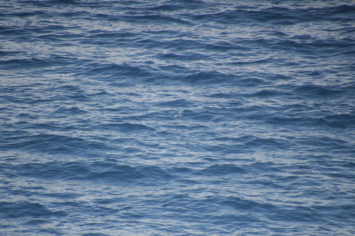 Rußseeschwalbe - ML611533532