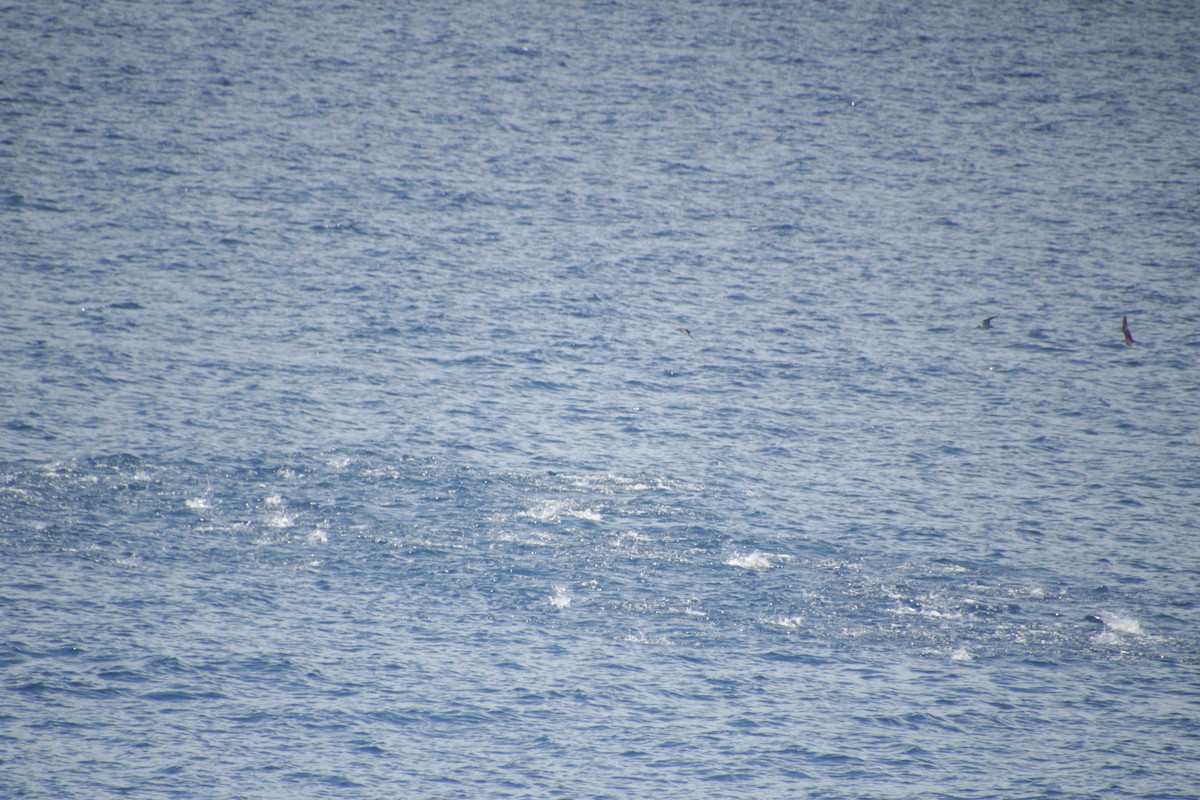 Rußseeschwalbe - ML611533535