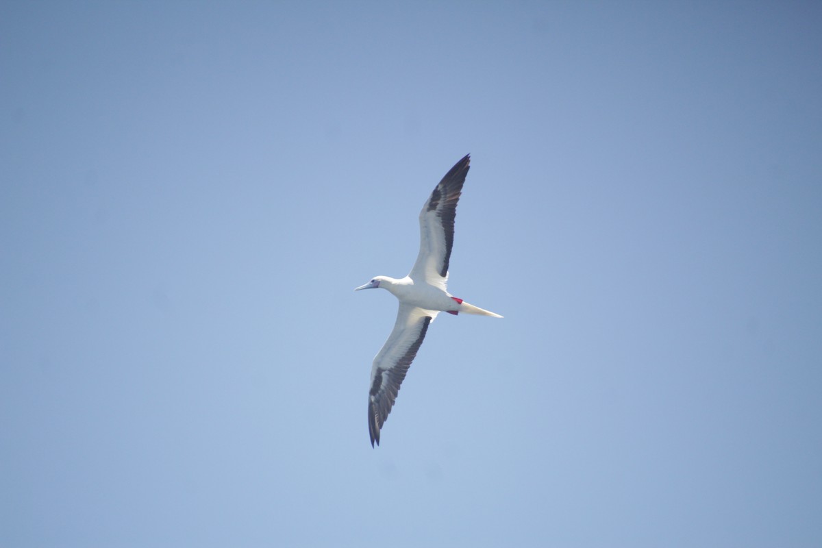 Red-footed Booby - ML611533569