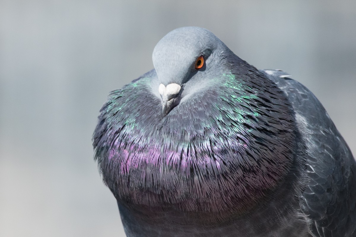 Rock Pigeon (Feral Pigeon) - ML611533637