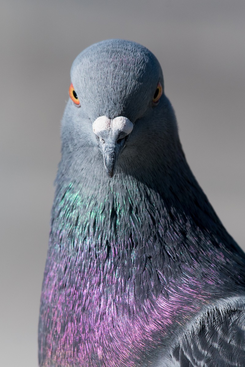 Rock Pigeon (Feral Pigeon) - ML611533638