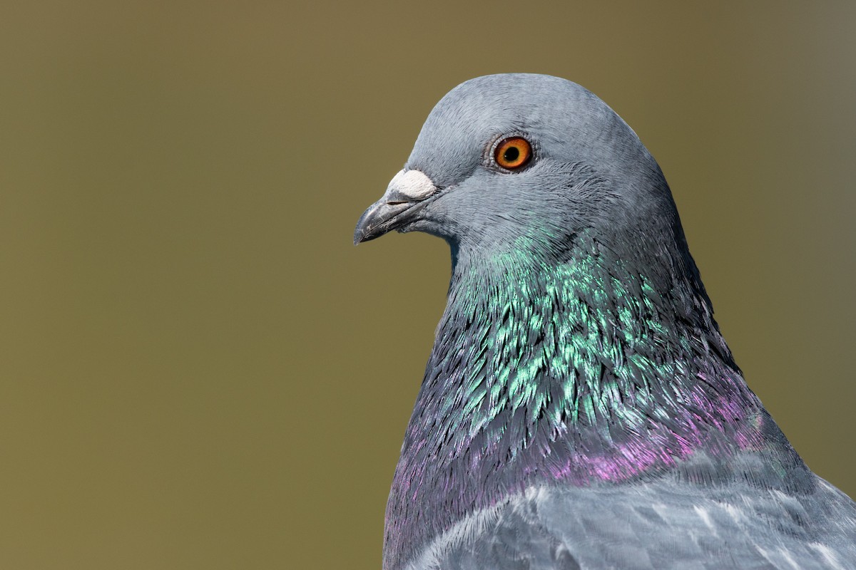 Rock Pigeon (Feral Pigeon) - ML611533640