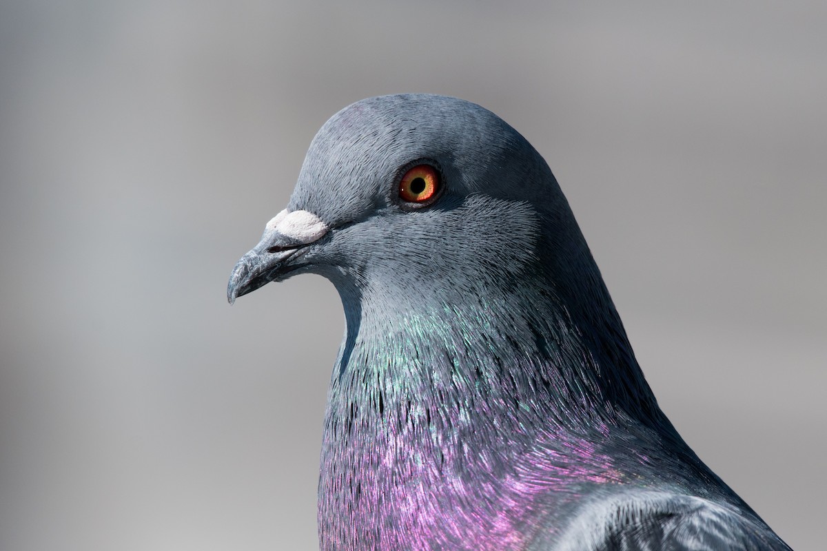 Pigeon biset (forme domestique) - ML611533642