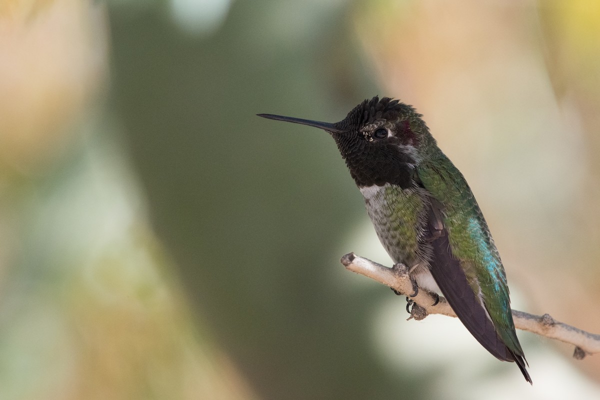 hummingbird sp. - ML611533662